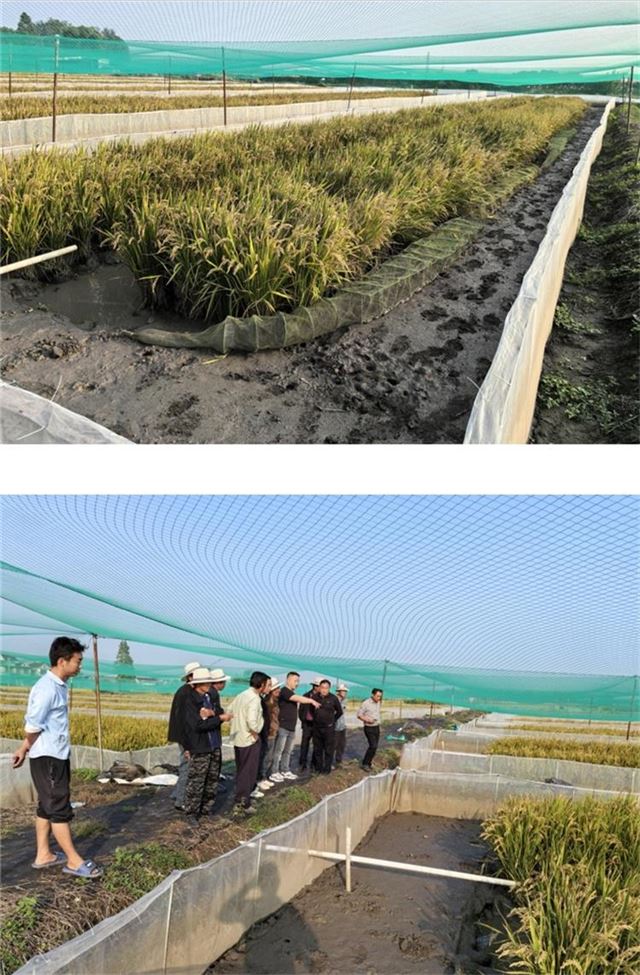 11101288908296631_33.jpg 11101288908296631_33.jpg